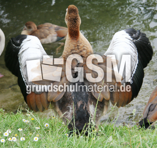 22-Nilgans-Gefieder-015.jpg